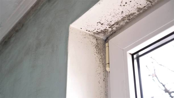 Asbestos and Lead Testing During Mold Inspection in East Niles, CA