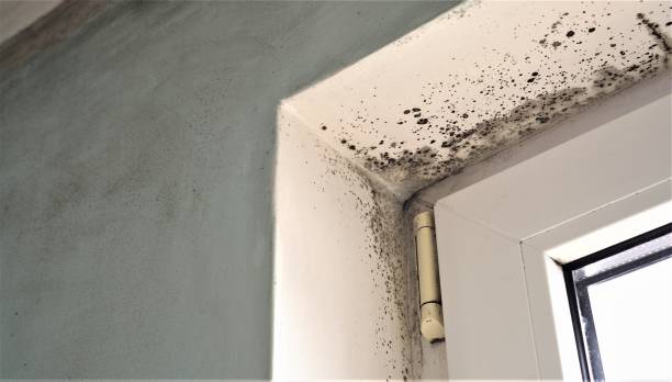 Best Commercial Mold Inspection  in East Niles, CA
