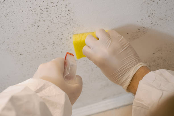 Best Post-Remediation Verification Testing  in East Niles, CA