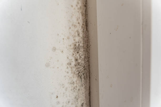 Best Black Mold Removal  in East Niles, CA