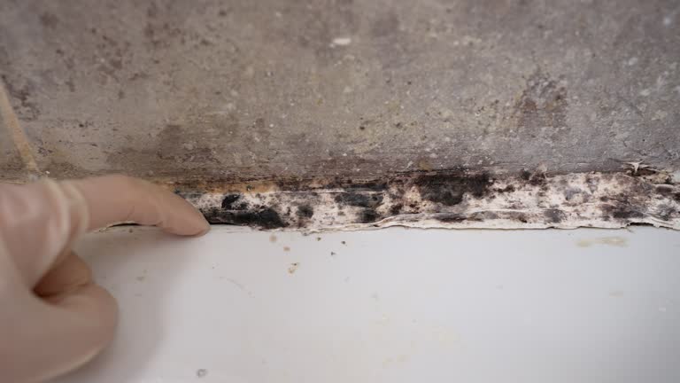 Best Post-Construction Mold Inspection  in East Niles, CA