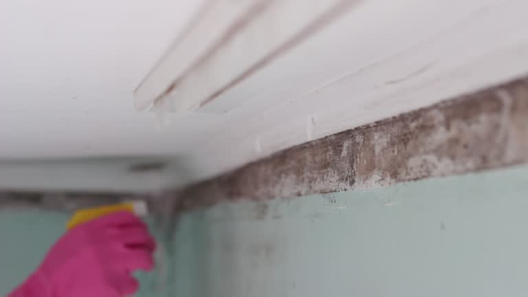  East Niles, CA Mold Removal Pros